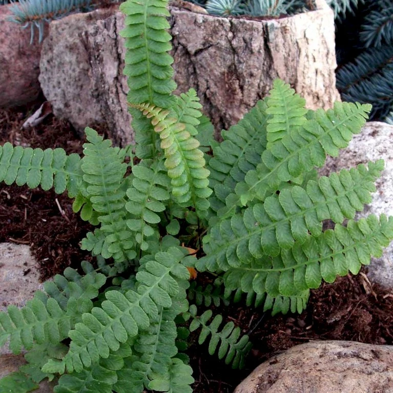 Krybende Kambregne Blechnum Penna-marina 5 Liter Potte - Billede 3