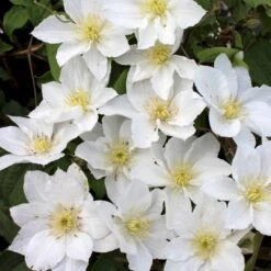 Klematis 'Apollonia' Clematis Hybrid 'Apollonia' Potte 2,0 Liter,- Opbundet