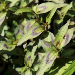 Vietnamesisk Koriander Persicaria Odoratum 2 Liter Potte