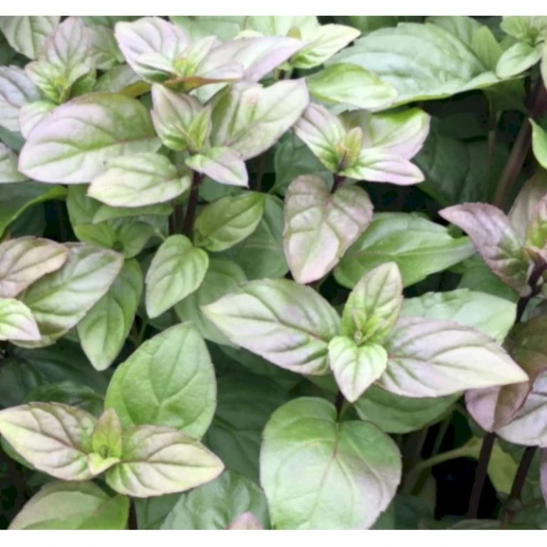 Appelsinmynte Mentha Pipperita 'Orange' 2 Liter Potte