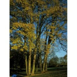 Almindelig Ær Acer Pseudoplatanus Barrods,- 1 års (1/0) 30-80 Cm.