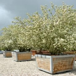 Sargentsæble Malus Sargentii Barrods, - 3 års (1/2) 50-80 Cm. Hækkvalitet