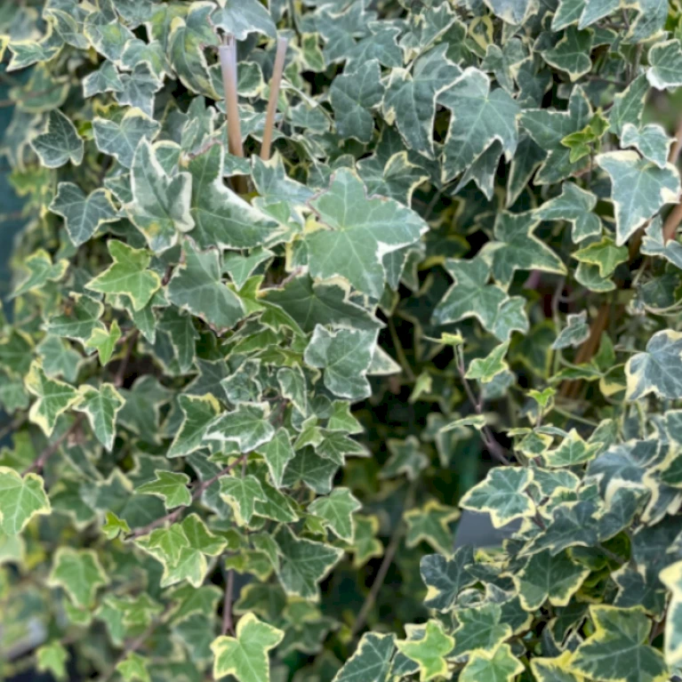 Småbladet Efeu 'Goldchild' Hedera Helix 'Goldchild' Potte 2,0 Liter,- Opbundet