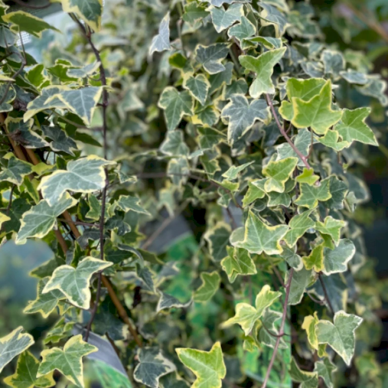 Småbladet Efeu 'Goldchild' Hedera Helix 'Goldchild' Potte 2,0 Liter,- Opbundet - Billede 2