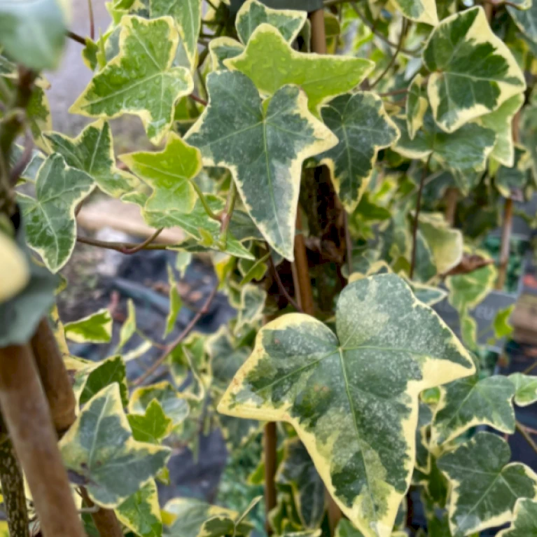 Småbladet Efeu 'Goldchild' Hedera Helix 'Goldchild' Potte 2,0 Liter,- Opbundet - Billede 4