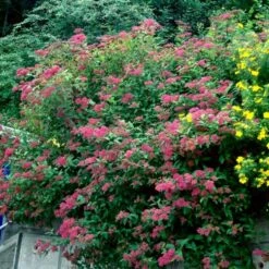 Skærmspiræa 'Anthony Waterer Sapho' Spiraea Bumalda 'Anthony Waterer Sapho' Plug + 2 års, 20-40 Cm.