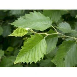 Gråel Alnus Incana Flerstammet,- 150-175 Cm. Med Trådklump