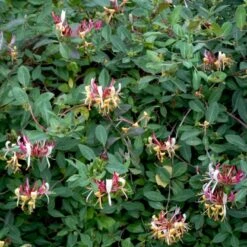 Almindelig Kaprifolia (Gedeblad) Lonicera Periclymenum Potte 2,0 Liter,- Opbundet