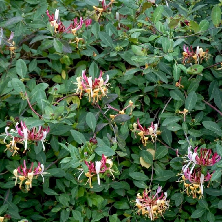 Almindelig Kaprifolia (Gedeblad) Lonicera Periclymenum Potte 2,0 Liter,- Opbundet