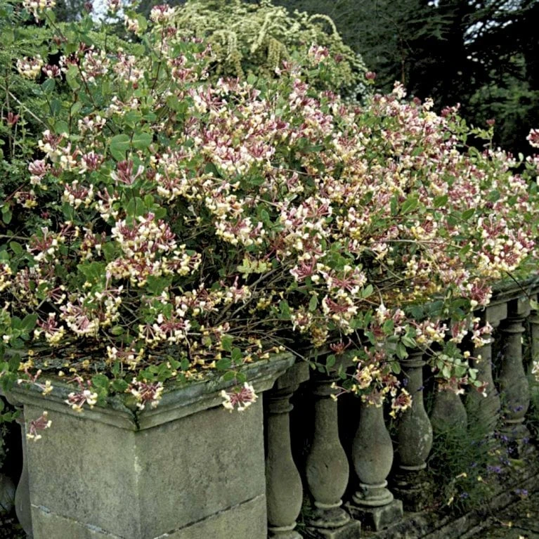 Almindelig Kaprifolia (Gedeblad) Lonicera Periclymenum Potte 2,0 Liter,- Opbundet - Billede 2