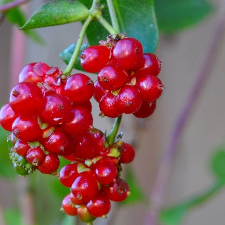 Almindelig Kaprifolia (Gedeblad) Lonicera Periclymenum Potte 2,0 Liter,- Opbundet - Billede 3