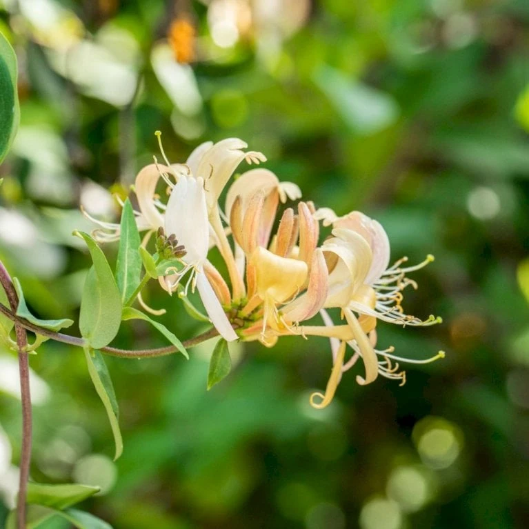 Almindelig Kaprifolia (Gedeblad) Lonicera Periclymenum Potte 2,0 Liter,- Opbundet - Billede 4