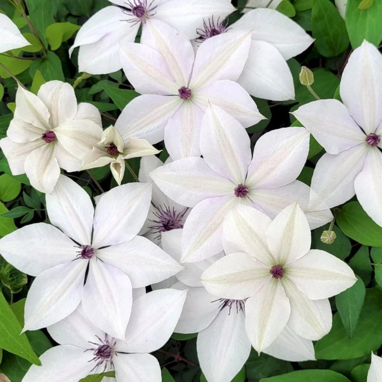 Evison Klematis 'Tsukiko'® Clematis Evison 'Tsukiko'® Potte 2,0 Liter,- Opbundet 60-100 Cm