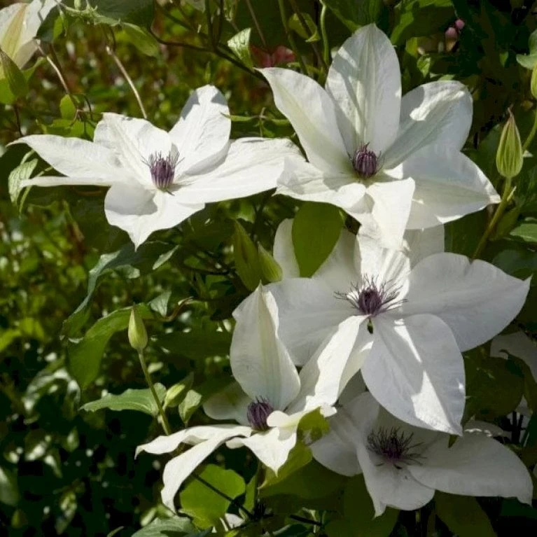 Evison Klematis 'Tsukiko'® Clematis Evison 'Tsukiko'® Potte 2,0 Liter,- Opbundet 60-100 Cm - Billede 2