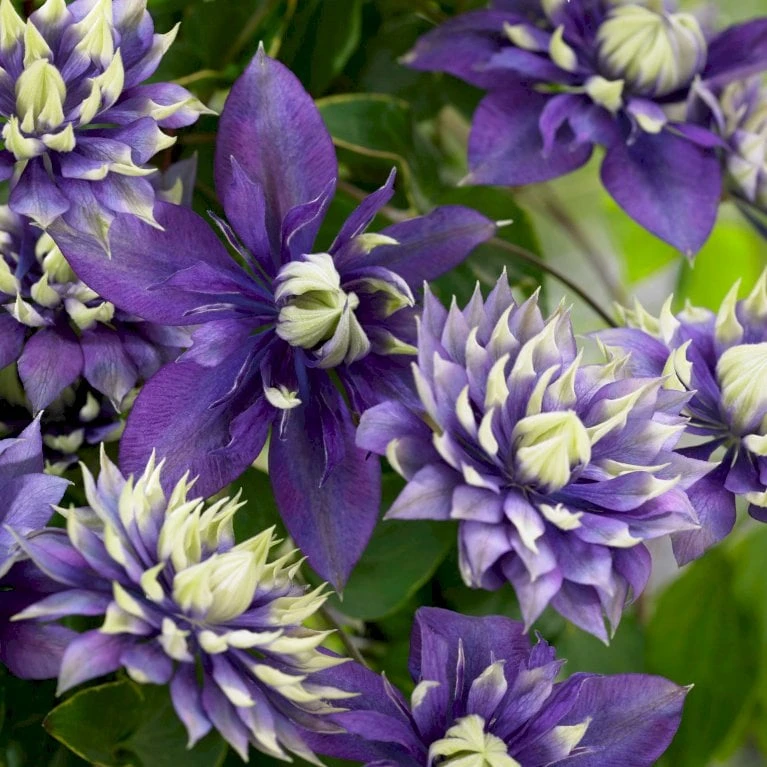 Klematis 'Taiga'® Clematis 'Taiga'® Potte 2,0 Liter,- Opbundet 60-100 Cm - Billede 2