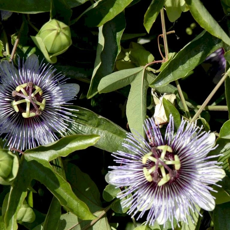 Passionsblomst 'Purple Haze' Passiflora Caerulea 'Purple Haze' Potte 2,0 Liter,- Opbundet - Billede 2