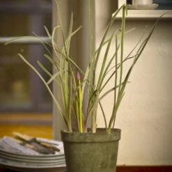 Hvidbroget Stuehvidløg Tulbaghia Violacea 'Variegata' 12 Cm. Potte