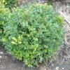 Buksbom 'Norðîc® Chicagoland Green' Buxus 'Norðîc® Chicagoland Green' Med Klump,- 30-40 Cm.