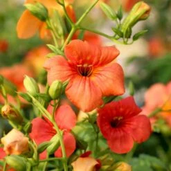 Trompetblomst 'Grandiflora' Campsis Hybrid 'Grandiflora' Potte 2,0 Liter,- Opbundet