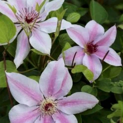 Klematis 'John Paul II' Clematis Hybrid 'John Paul II' Potte 2,0 Liter,- Opbundet 60-100 Cm