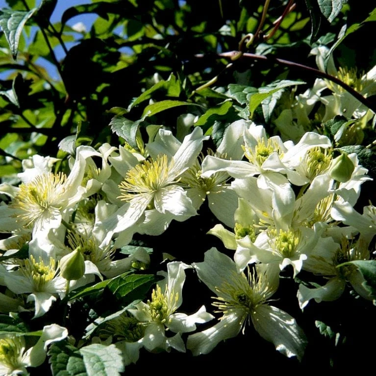 Bjerg-Skovranke 'Willsonii' Clematis Montana 'Willsonii' Potte 2,0 Liter,- Opbundet 60-100 Cm - Billede 2