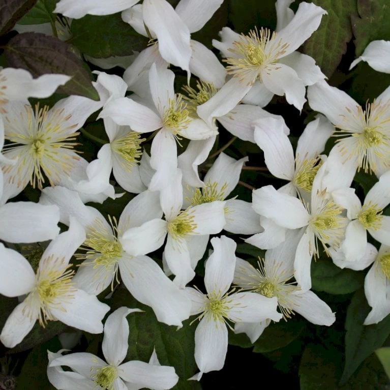 Bjerg-Skovranke 'Willsonii' Clematis Montana 'Willsonii' Potte 2,0 Liter,- Opbundet 60-100 Cm - Billede 3