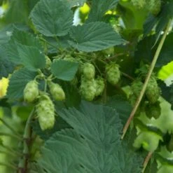 Humle 'Pure' Humulus Lupulus 'Pure' Potte 2,0 Liter,- Opbundet