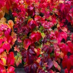 Rådhusvin 'Veitchii Robusta' Parthenocissus Tricuspidata 'Veitchii Robusta' Potte 2,0 Liter,- Opbundet 60-100 Cm