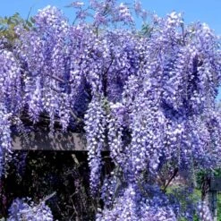 Japansk Blåregn 'Macrobotrys' Wisteria Floribunda 'Macrobotrys' Potte 2,0 Liter,- Opbundet