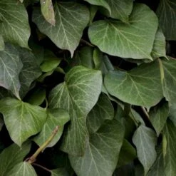 Kæmpe-Efeu Hedera Colchica Potte 2,0 Liter,- Opbundet 60-100 Cm
