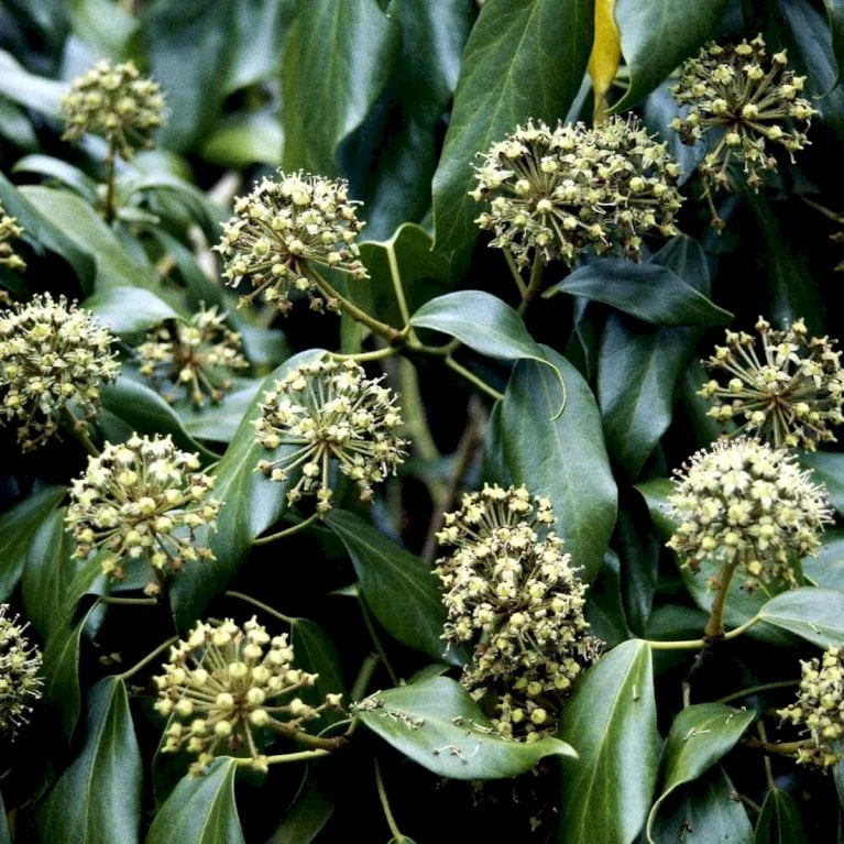 Kæmpe-Efeu Hedera Colchica Potte 2,0 Liter,- Opbundet 60-100 Cm - Billede 2