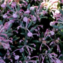 Rosmarinlyng 'Blue Lagoon' Andromeda Polifolia 'Blue Lagoon' 2 Liter Potte