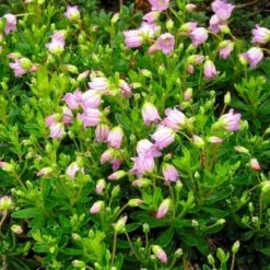 Phylliosis 'Mermaid' X Phylliopsis 'Mermaid' 2 Liter Potte