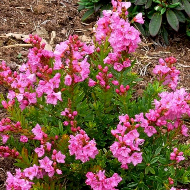 Phylliopsis 'Pinocchio' X Phylliopsis 'Pinocchio' 2 Liter Potte
