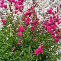 Irsk Lyng 'Angelina' Daboecia Cantabrica 'Angelina' 10 Cm. Potte