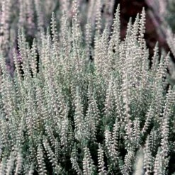 Efterårslyng 'Coco' Calluna Vulgaris 'Coco' 10 Cm. Potte