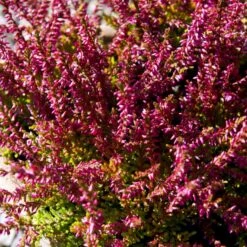 Efterårslyng 'Danny' Calluna Vulgaris 'Danny' 10 Cm. Potte