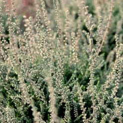Efterårslyng 'Elisa' Calluna Vulgaris 'Elisa' 10 Cm. Potte