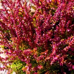 Efterårslyng 'Martina' Calluna Vulgaris 'Martina' 10 Cm. Potte