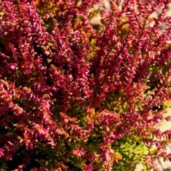 Efterårslyng 'Patricia' Calluna Vulgaris 'Patricia' 10 Cm. Potte