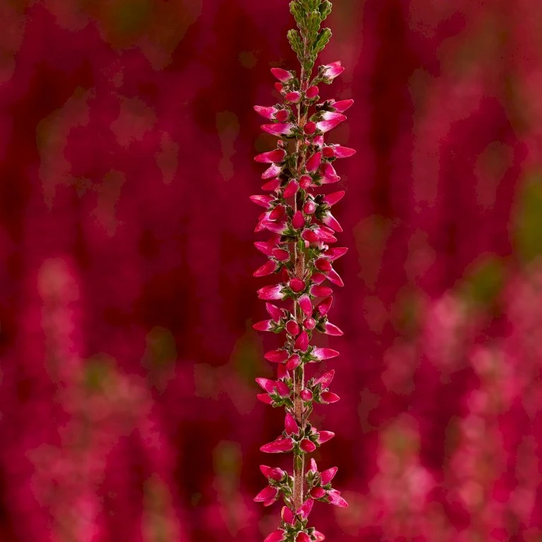 Efterårslyng 'Patricia' Calluna Vulgaris 'Patricia' 10 Cm. Potte - Billede 3