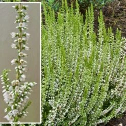 Efterårslyng 'Stephanie' Calluna Vulgaris 'Stephanie' 10 Cm. Potte