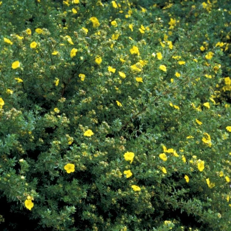 Gul Lav Buskpotentil 'Kobold' Potentilla Fruticosa 'Kobold' Plug + 2 år, 15-30 Cm.