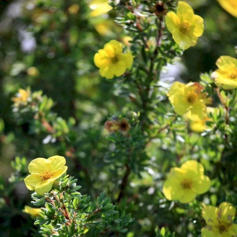 Gul Lav Buskpotentil 'Kobold' Potentilla Fruticosa 'Kobold' Plug + 2 år, 15-30 Cm. - Billede 2