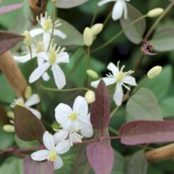 Staudeklematis 'Purpurea' Clematis Recta 'Purpurea' Potte 2,0 Liter,- Opbundet 60-100 Cm