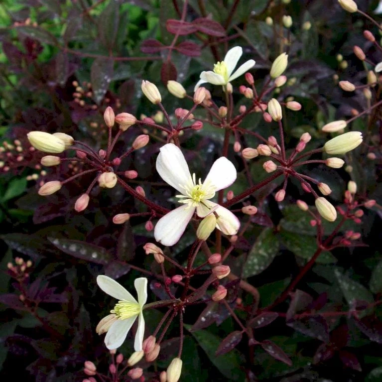 Staudeklematis 'Purpurea' Clematis Recta 'Purpurea' Potte 2,0 Liter,- Opbundet 60-100 Cm - Billede 2