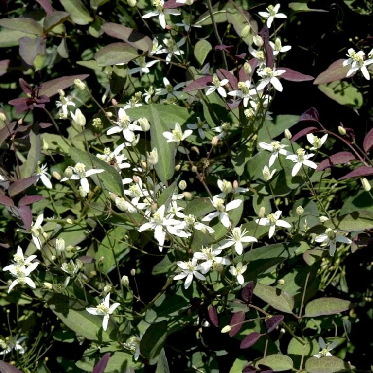 Staudeklematis 'Purpurea' Clematis Recta 'Purpurea' Potte 2,0 Liter,- Opbundet 60-100 Cm - Billede 3