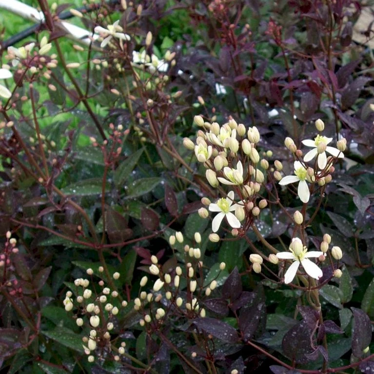 Staudeklematis 'Purpurea' Clematis Recta 'Purpurea' Potte 2,0 Liter,- Opbundet 60-100 Cm - Billede 4