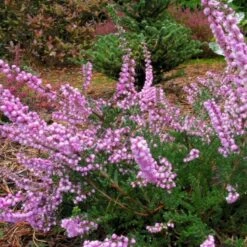Efterårslyng 'Annemarie' Calluna Vulgaris 'Annemarie' 10 Cm. Potte