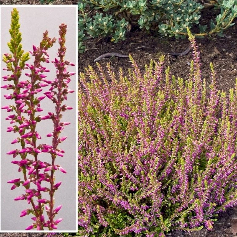 Efterårslyng 'Bonita' Calluna Vulgaris 'Bonita' 10 Cm. Potte
